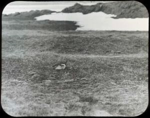 Image: Lone Ptarmigan on Grass